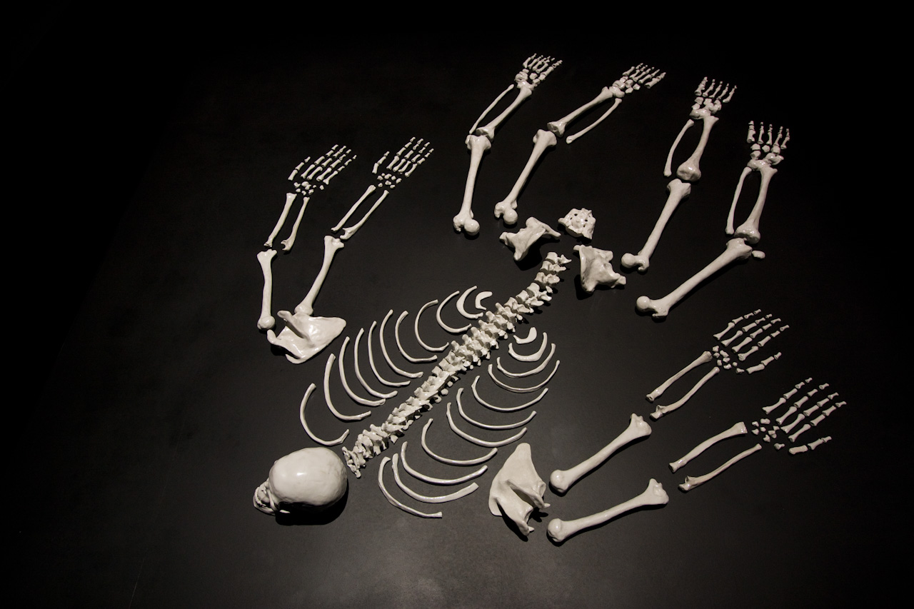 sapiens-sapiens-6.jpg