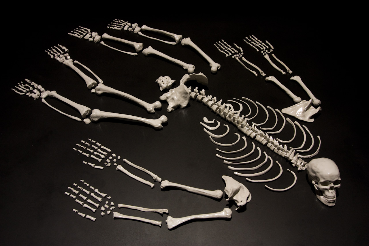 sapiens-sapiens-9.jpg