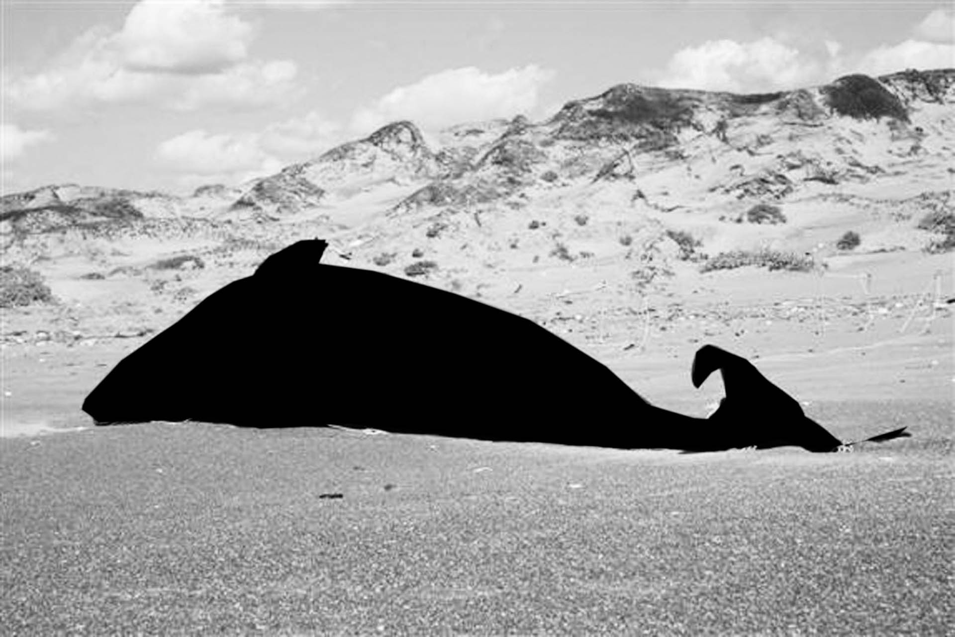 Black Hval-3.jpg