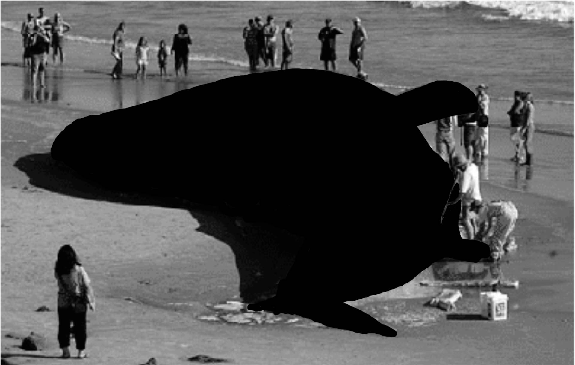 Black Hval-15.jpg